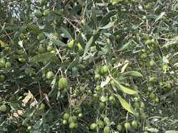 2 randos  du Randothon