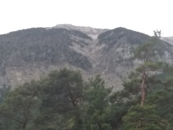 AU PIED DU VENTOUX : LES NARCISSES