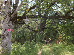 AUREL PAYS DES LAVANDES