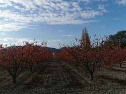BEAUMONT DU VENTOUX