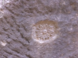 BEAUMONT DU VENTOUX : les Chapelles