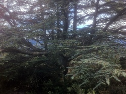 BEAUMONT DU VENTOUX : les Chapelles