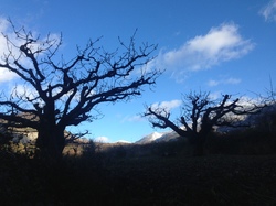 BEAUMONT St Roch- le Rissas