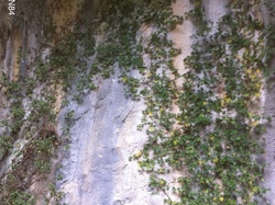 BEDOIN : la Combe de Malaval