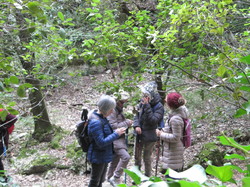 BEDOIN : la Combe de Malaval