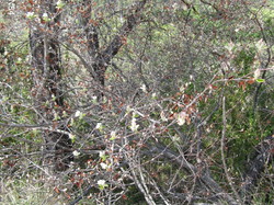 BENIVAY-OLLON - COL DE VOTE - CHAPELLE ST JEAN