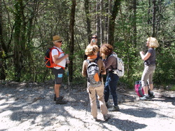 BRANTES et narcisses