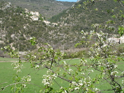 BRANTES et narcisses