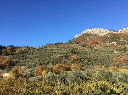 BUIS LE COL DE MILLEMANDRE