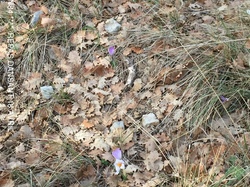 BUIS LES BARONNIES : à la journée le Tour de la Montagne Des Plates