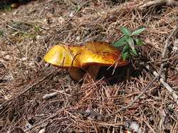 BUIS LES BARONNIES - ST JULIEN