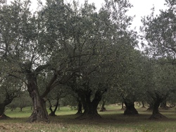 CAROMB LE LAC DU PATY