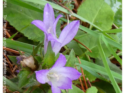 CAROMB LE LAC DU PATY
