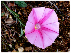 CAROMB LE LAC DU PATY