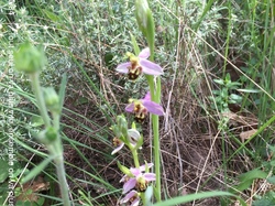 CHATEAUNEUF DE BORDETTE
