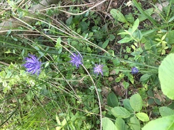 CHATEAUNEUF DE BORDETTE