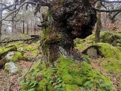 CHATEAUNEUF DE BORDETTE