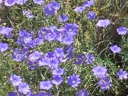 CHATEAUNEUF DE BORDETTE