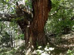 CHATEAUNEUF DE BORDETTE