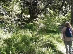 CHATEAUNEUF DE BORDETTE