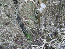 COL DE LA CHAÎNE - LE BARROUX