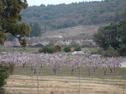COMBE DE BOUCHE GRASSE VEAUX