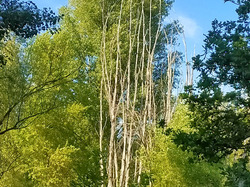 ENTRECHAUX / CRESTET