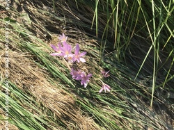 ENTRECHAUX / CRESTET