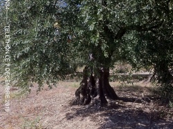 ENTRECHAUX Les Beaumes