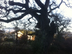 ENTRECHAUX : les crêtes du Darbousset
