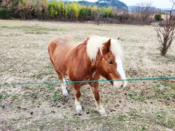ENTRECHAUX MARDI GRAS