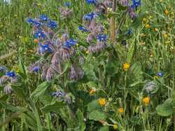 SAINT MAURICE SUR EYGUES-VINSOBRES