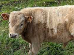 SAINT MAURICE SUR EYGUES-VINSOBRES