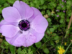 LA GUARRIGUE DE MOLLANS