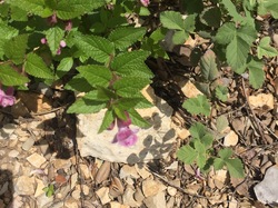 LA PENNE SUR L'OUVEZE