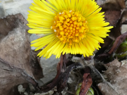 LAFARE-LA ROQUE ALRIC