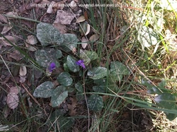 Le Col de la Chaîne - Malaucène
