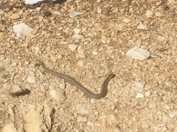 LE VENTOUX FACE NORD