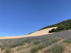 LES LAVANDES DU POET SIGILLAT