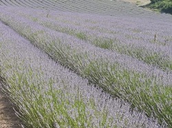 LES LAVANDES DU POET SIGILLAT