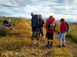 LES LAVANDES SUR LA MONTAGNE D'ALBION
