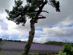 LES LAVANDES SUR LA MONTAGNE D'ALBION