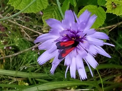 LES LAVANDES SUR LA MONTAGNE D'ALBION