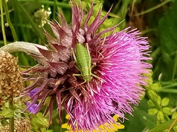 LES LAVANDES SUR LA MONTAGNE D'ALBION
