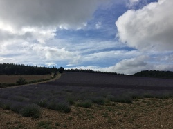 LES LAVANDES SUR LA MONTAGNE D'ALBION