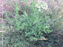 LES LAVANDES SUR LA MONTAGNE D'ALBION