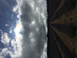 LES LAVANDES SUR LA MONTAGNE D'ALBION