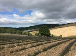 LES LAVANDES SUR LA MONTAGNE D'ALBION