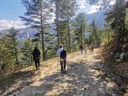 LES NARCISSES A ST LEGER