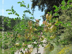 Les Ocres  de Mormoiron